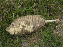 Chaetophractus villosus