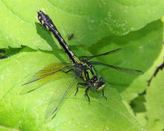 Ophiogomphus howei