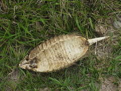 Chaetophractus villosus