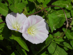 Calystegia hederacea