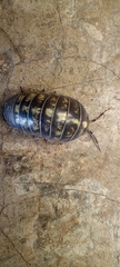 Armadillidium vulgare