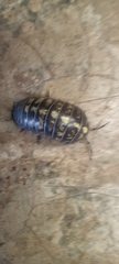 Armadillidium vulgare