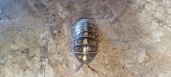 Armadillidium vulgare