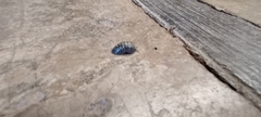 Armadillidium vulgare