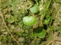 Anogramma leptophylla