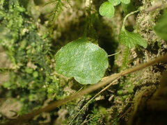 Anogramma leptophylla