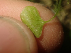 Anogramma leptophylla