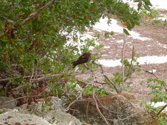 Antrostomus carolinensis