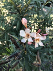 Nerium oleander