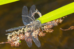 Helocordulia selysii
