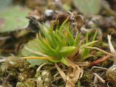 Scleranthus biflorus