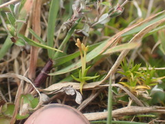 Scleranthus biflorus