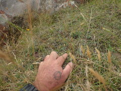 Scleranthus biflorus