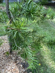 Podocarpus macrophyllus
