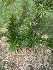 Podocarpus macrophyllus