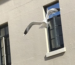 Larus californicus