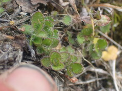 Leptostigma setulosum
