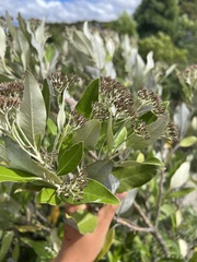 Olearia avicenniifolia