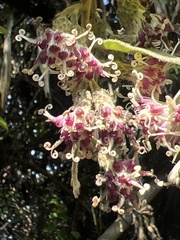 Decaneuropsis gratiosa