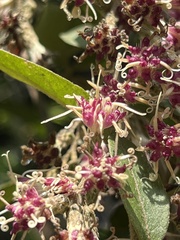 Decaneuropsis gratiosa