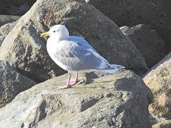 Larus argentatus × glaucescens
