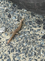 Oligosoma smithi