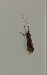 Psychoglypha