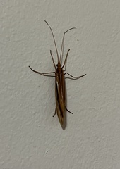 Psychoglypha