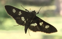 Desmia funeralis