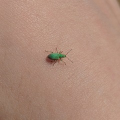 Phyllobius roboretanus