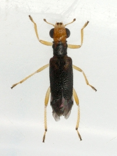 Vertical-lined Phyllobaenus photo 3