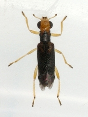 Phyllobaenus verticalis