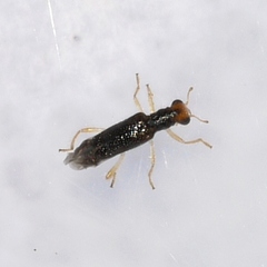 Phyllobaenus verticalis