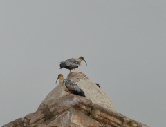 Theristicus branickii