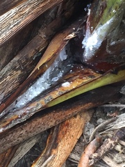 Balanococcus diminutus