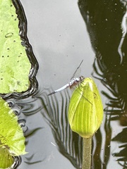 Brachydiplax chalybea