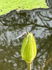 Brachydiplax chalybea