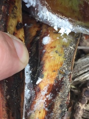 Balanococcus diminutus