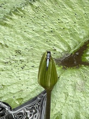 Brachydiplax chalybea