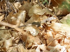 Aspidoscelis marmoratus