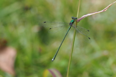 Lestes temporalis