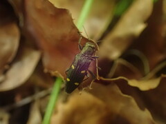 Nascioides enysi