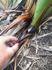 Balanococcus diminutus