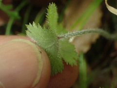 Hydrocotyle moschata