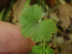 Hydrocotyle moschata
