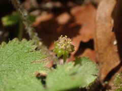 Hydrocotyle moschata