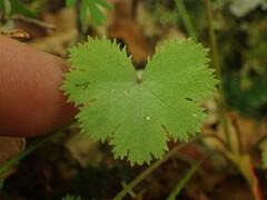 Hydrocotyle moschata