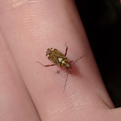 Rhabdomiris striatellus