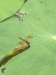 Brachythemis contaminata