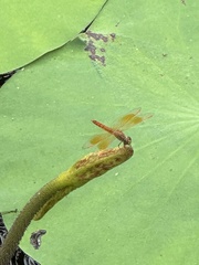 Brachythemis contaminata